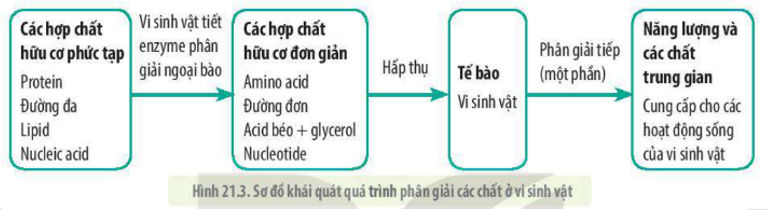 Lý thuyết trao đổi chất, sinh trưởng và sinh sản ở vi sinh vật - Sinh 10 Kết nối tri thức</>