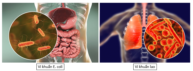 Lý thuyết trao đổi chất, sinh trưởng và sinh sản ở vi sinh vật - Sinh 10 Kết nối tri thức</>