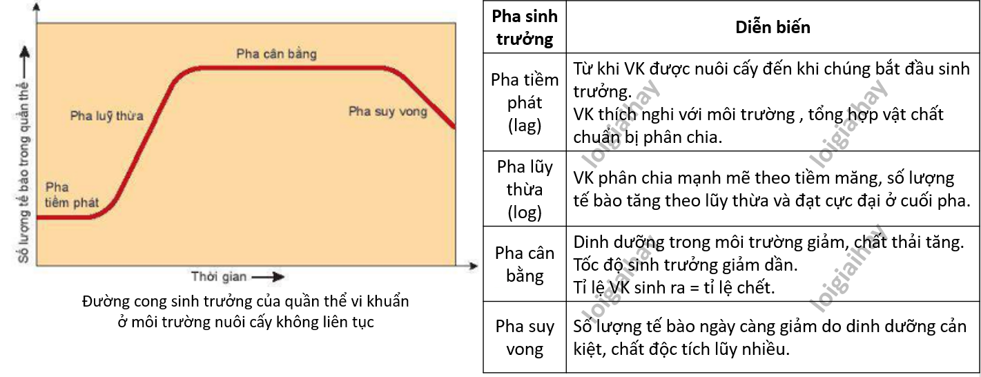 Lý thuyết trao đổi chất, sinh trưởng và sinh sản ở vi sinh vật - Sinh 10 Kết nối tri thức</>