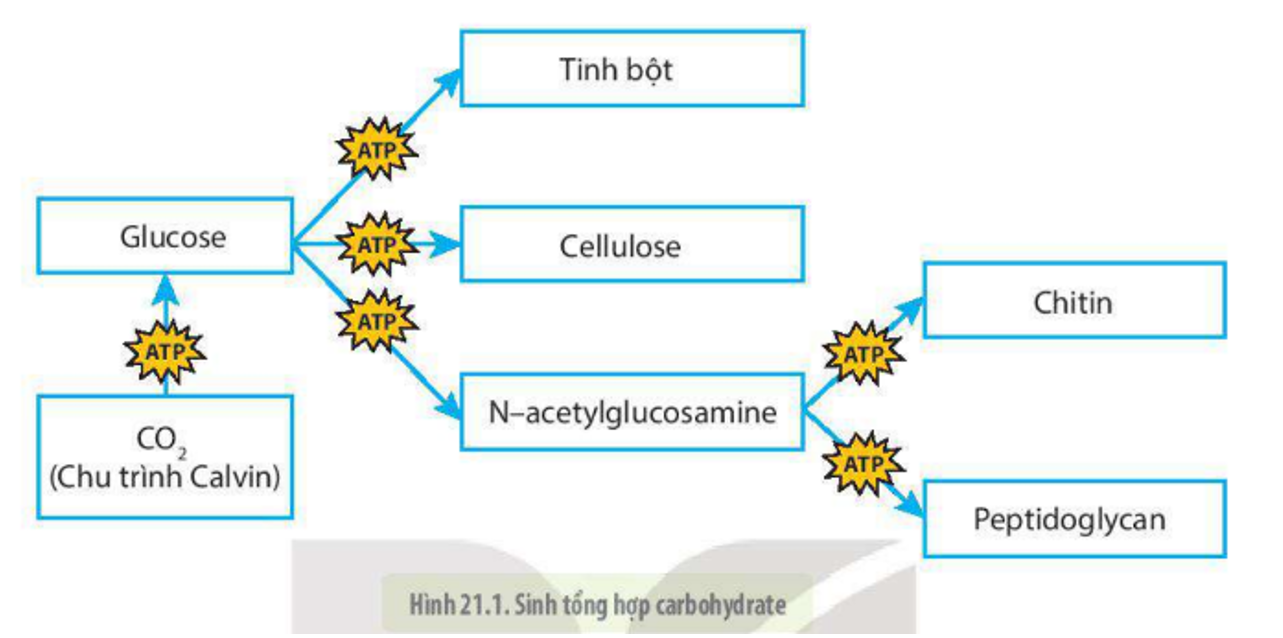 Lý thuyết trao đổi chất, sinh trưởng và sinh sản ở vi sinh vật - Sinh 10 Kết nối tri thức</>