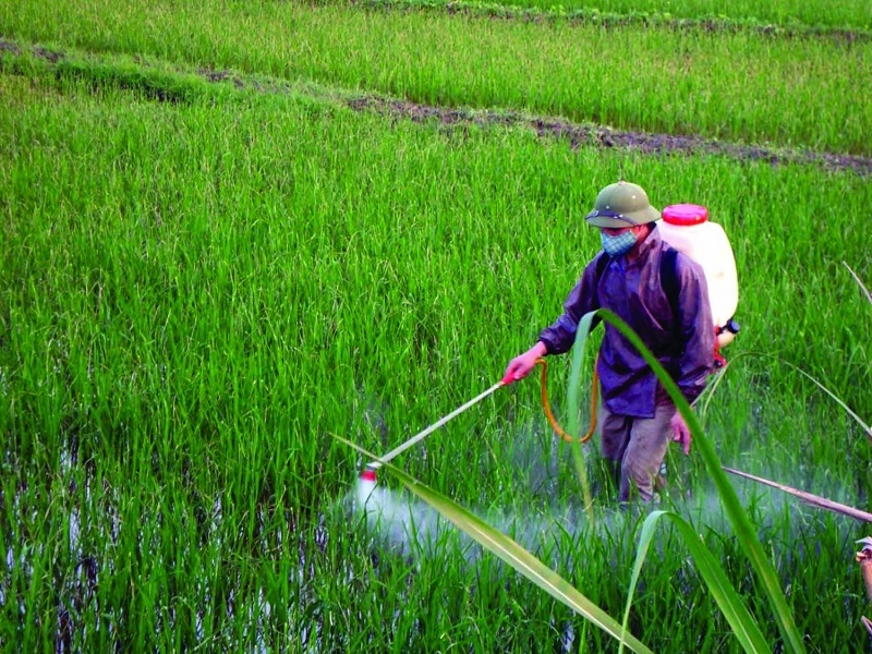 Ô nhiễm nguồn nước do sử dụng quá nhiều thuốc sâu