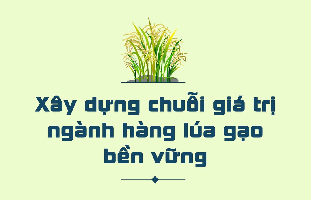nganh trong lua cua nuoc ta hien nay 11