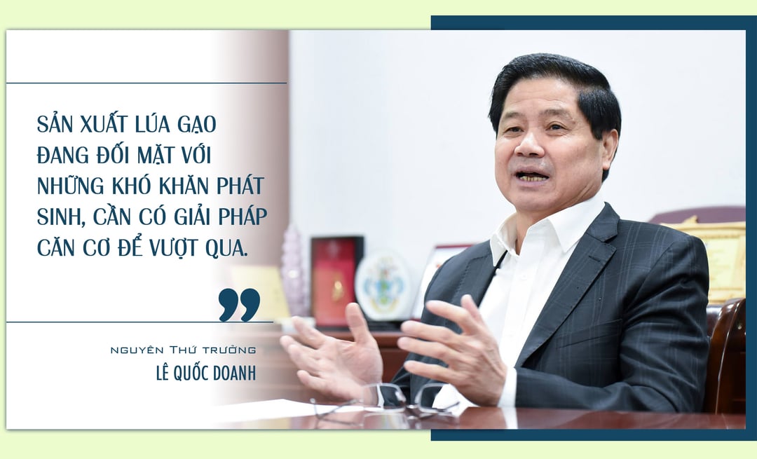 nganh trong lua cua nuoc ta hien nay 12
