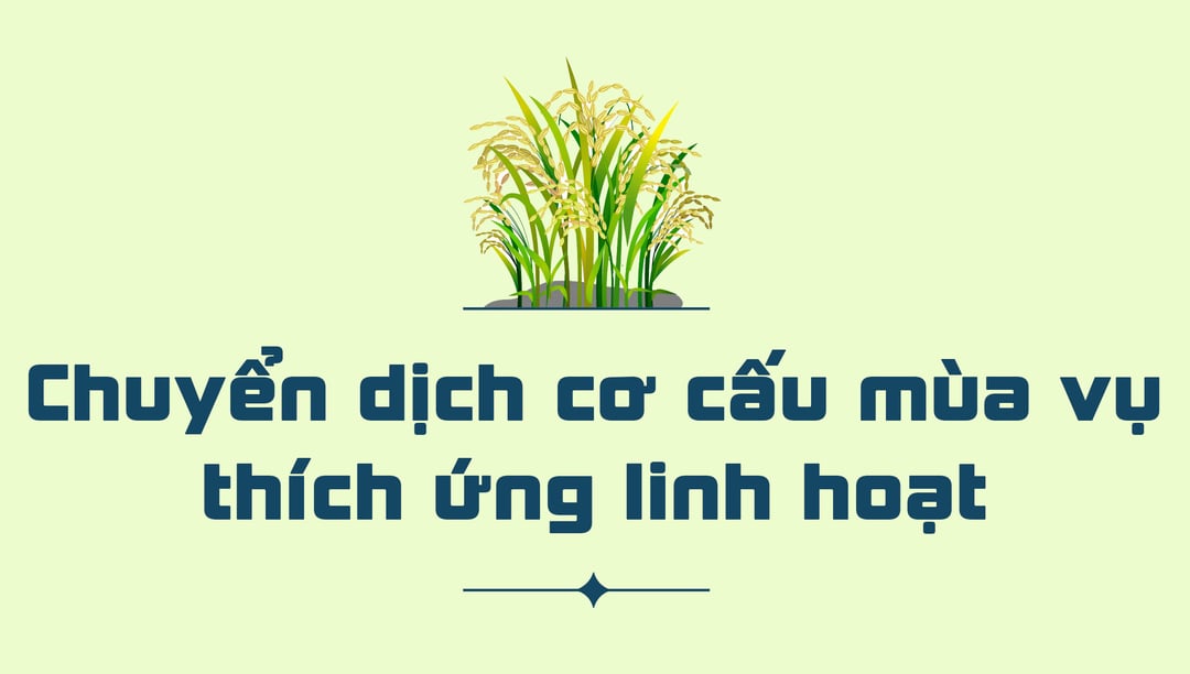 nganh trong lua cua nuoc ta hien nay 15