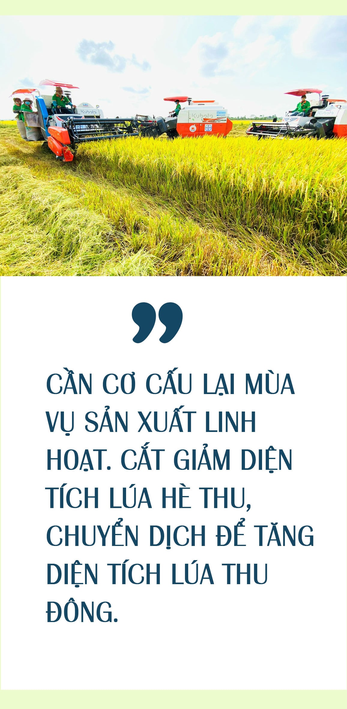 nganh trong lua cua nuoc ta hien nay 19