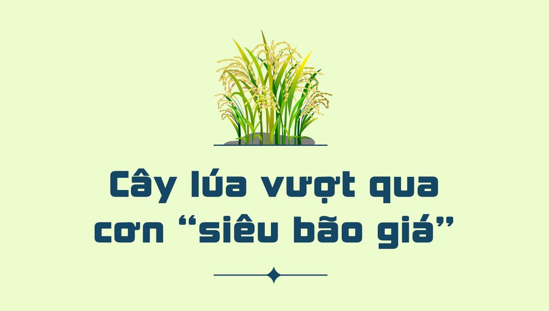 nganh trong lua cua nuoc ta hien nay 3