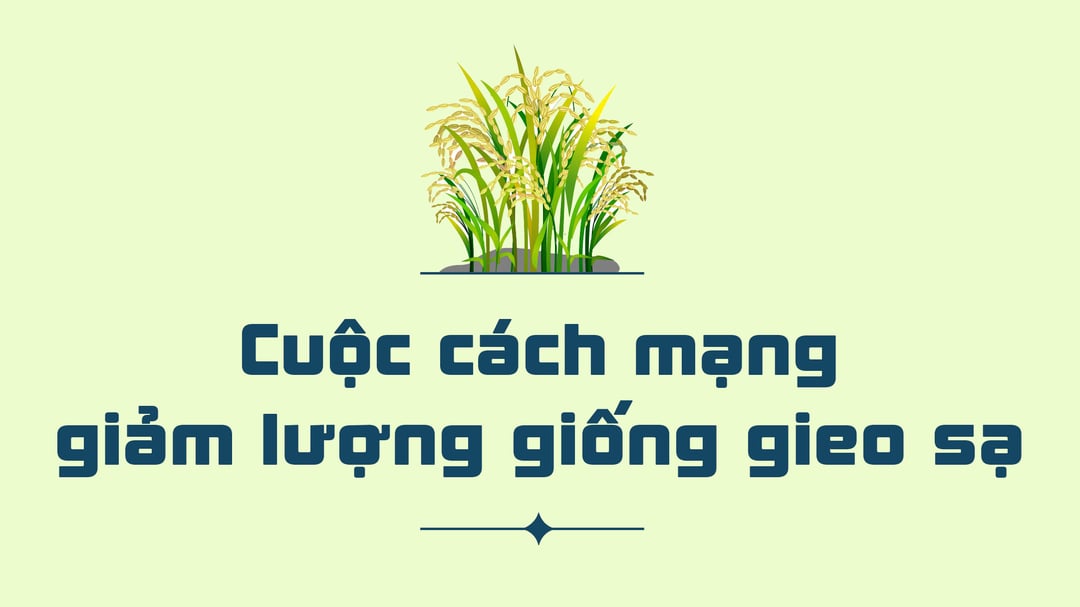 nganh trong lua cua nuoc ta hien nay 8