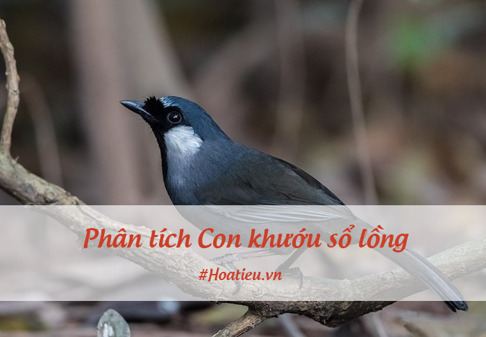 Dàn ý phân tích Con khướu sổ lồng