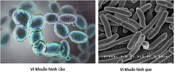 Lý thuyết tế bào nhân sơ - Sinh 10 Chân trời sáng tạo</>