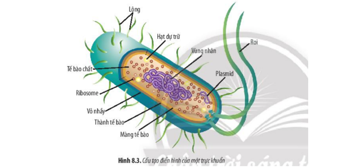Lý thuyết tế bào nhân sơ - Sinh 10 Chân trời sáng tạo</>