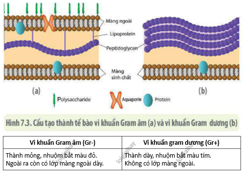 Lý thuyết tế bào nhân sơ - Sinh 10 Chân trời sáng tạo</>