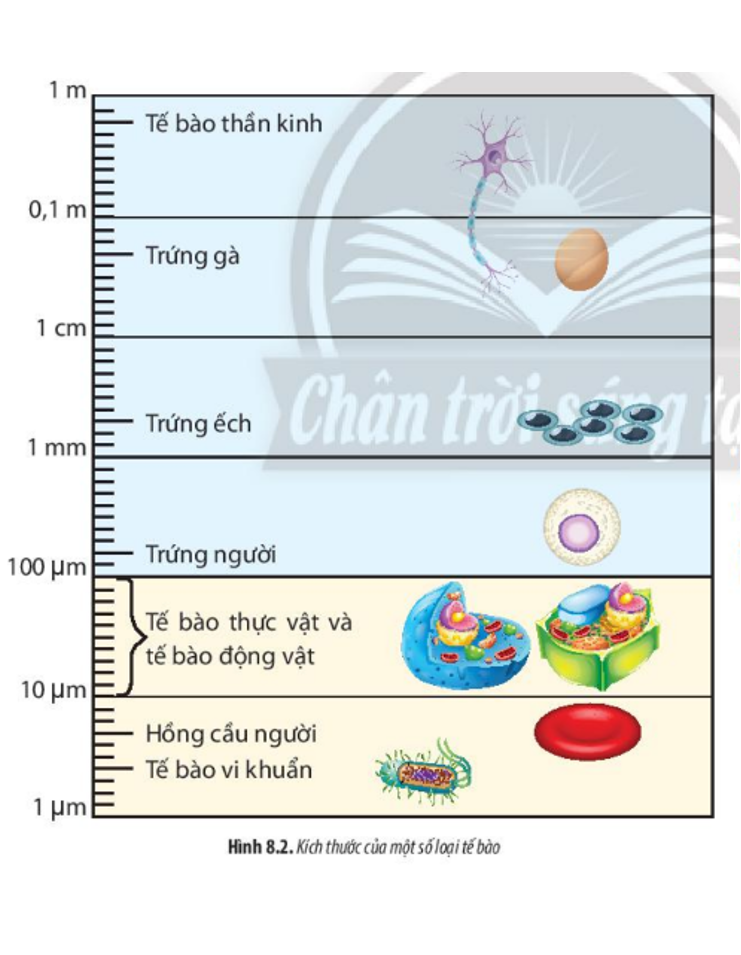 Lý thuyết tế bào nhân sơ - Sinh 10 Chân trời sáng tạo</>