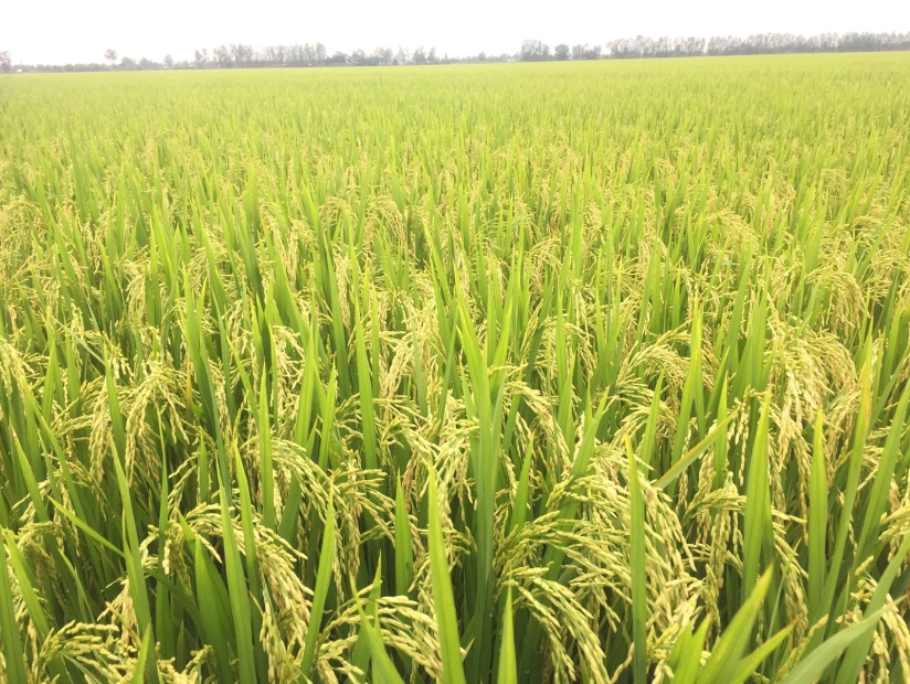 Cơ chế phát sinh đột biến gen làm các giống lúa ra nhiều bông hơn