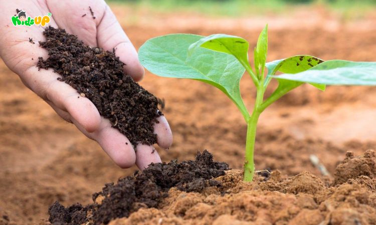 Đất đai màu mỡ giúp ích cho sự phát triển của cây