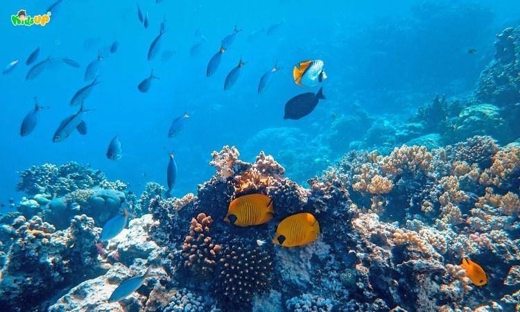 Độ đa dạng của quần xã