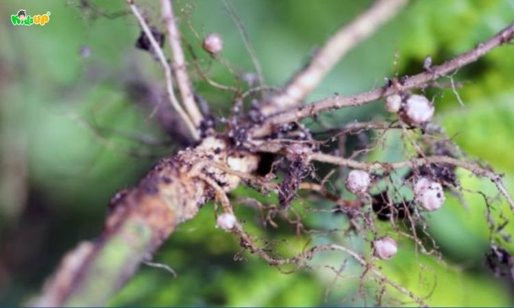 Quan hệ hỗ trợ trong quần xã sinh vật