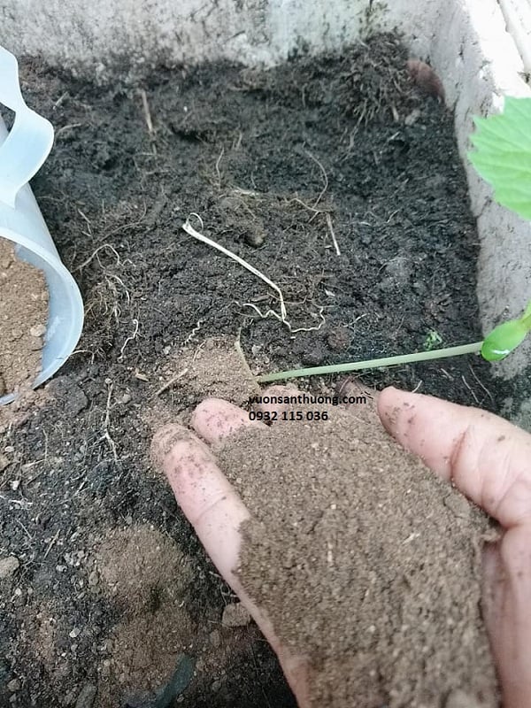 Vai trò của Kali đối với thực vật
