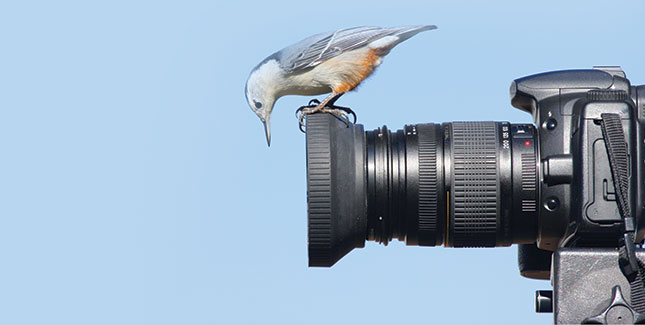 Bird peering into a camera lens