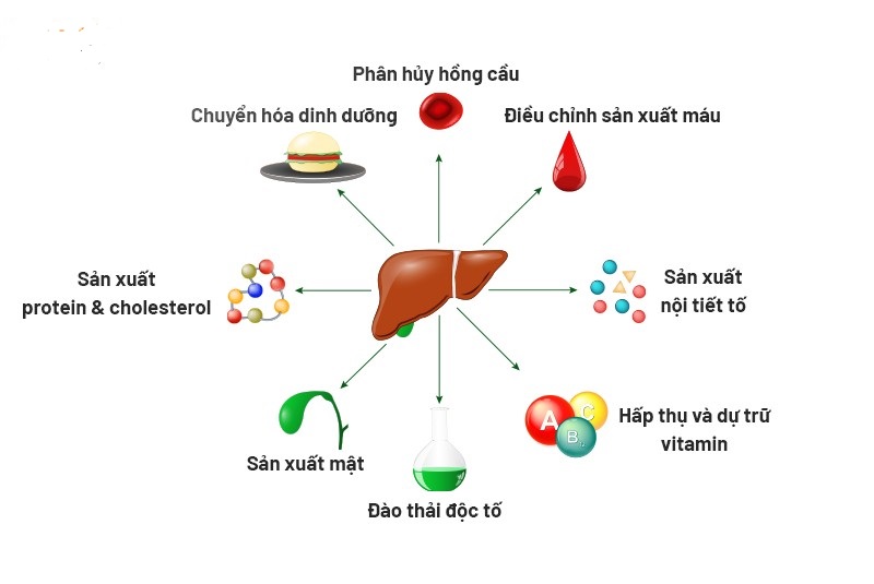 vai-tro-cua-gan-trong-can-bang-noi-moi 4.jpg