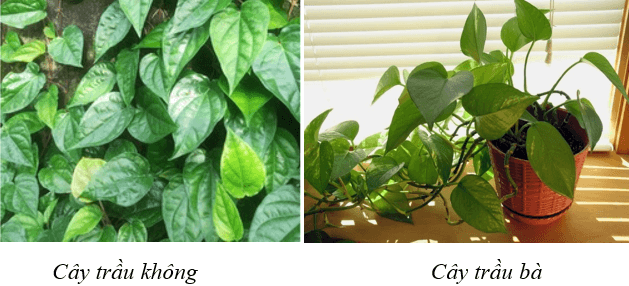cac yeu to anh huong den quang hop 1