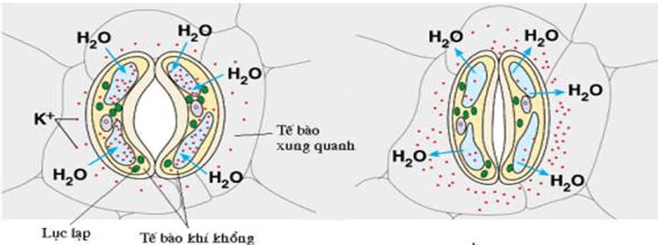 cac yeu to anh huong den quang hop 2