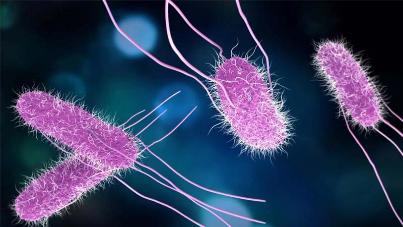 Salmonella là tác nhân phổ biến gây bệnh kiết lỵ.