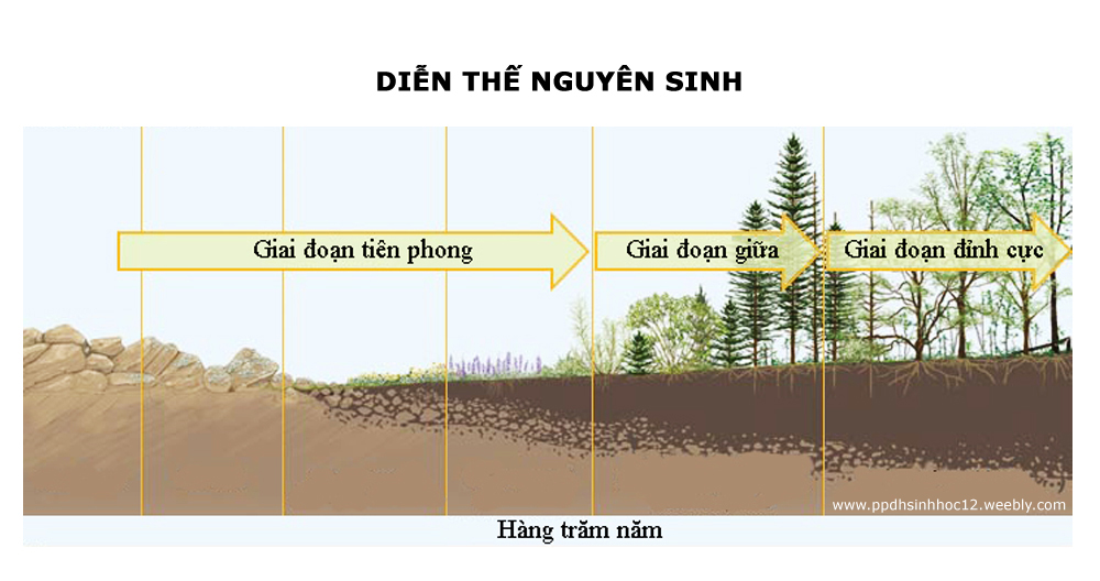 Diễn thế sinh thái</>