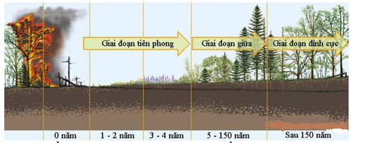 Diễn thế sinh thái</>