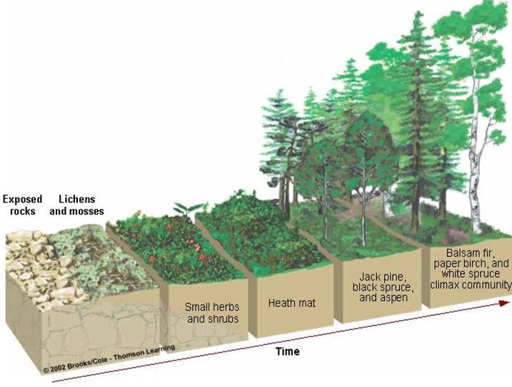 Diễn thế sinh thái, so sánh diễn thế nguyên sinh diễn thế thứ sinh