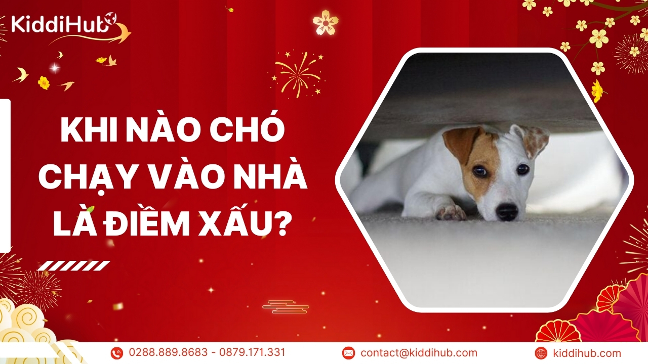 cho chay 1
