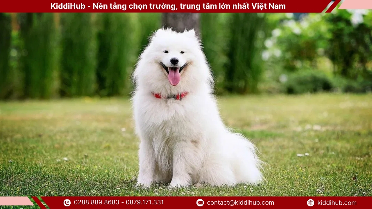 cho chay 3
