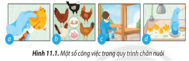 Lý thuyết Công nghệ 7 Chân trời sáng tạo bài 11