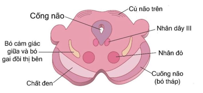 Nhân thần kinh sọ ở não giữa