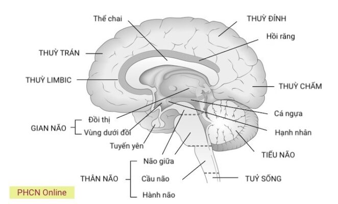 cu nao sinh tu