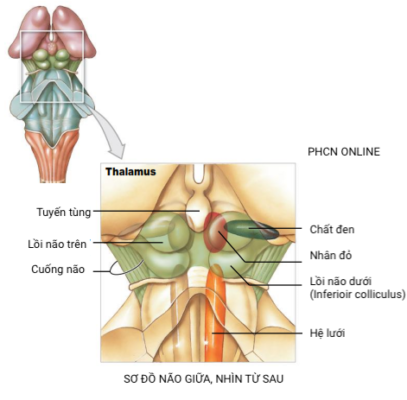Não giữa