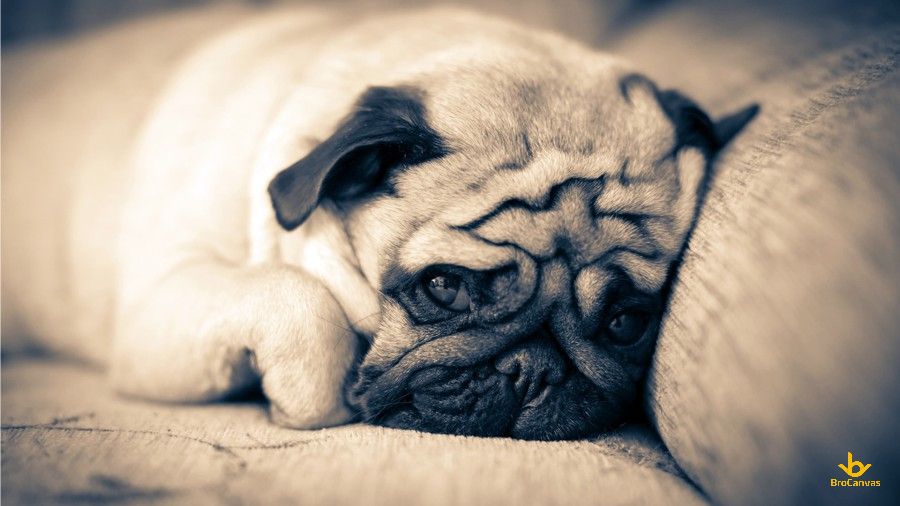 Chú Chó Pug Hờn Dỗi