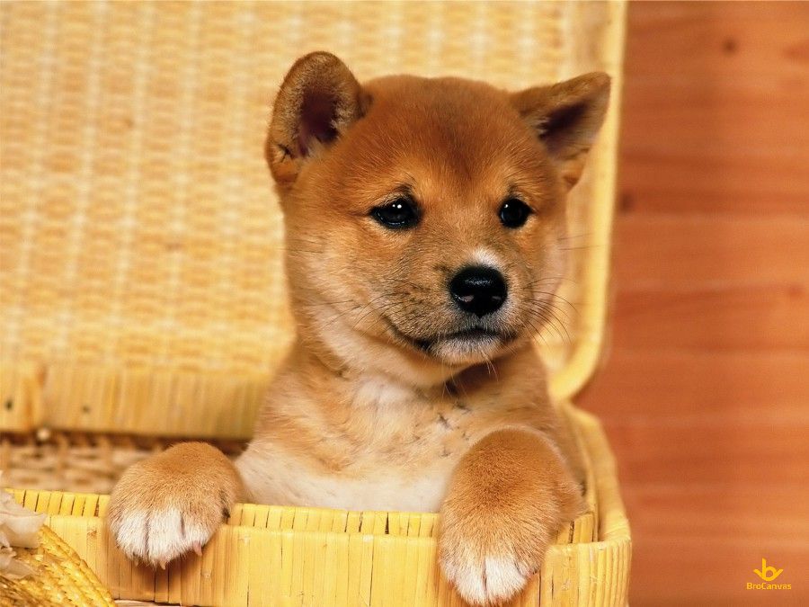 Hình ảnh Chú Chó Trogn Bồn Tắm