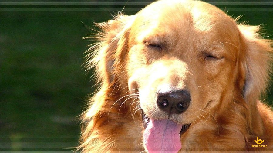 Hình ảnh Chú Chó Vui Cười