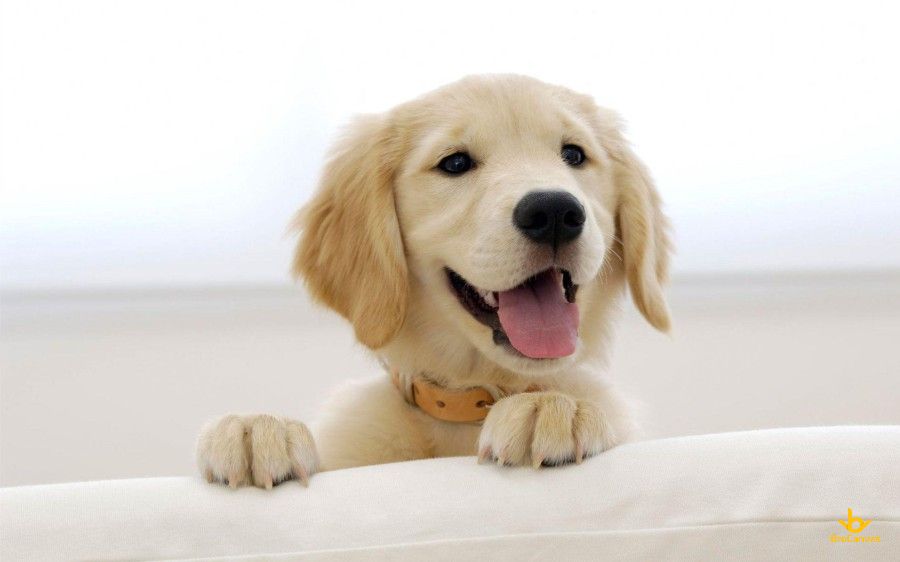 Hình ảnh Chú Cho Vui Mừng