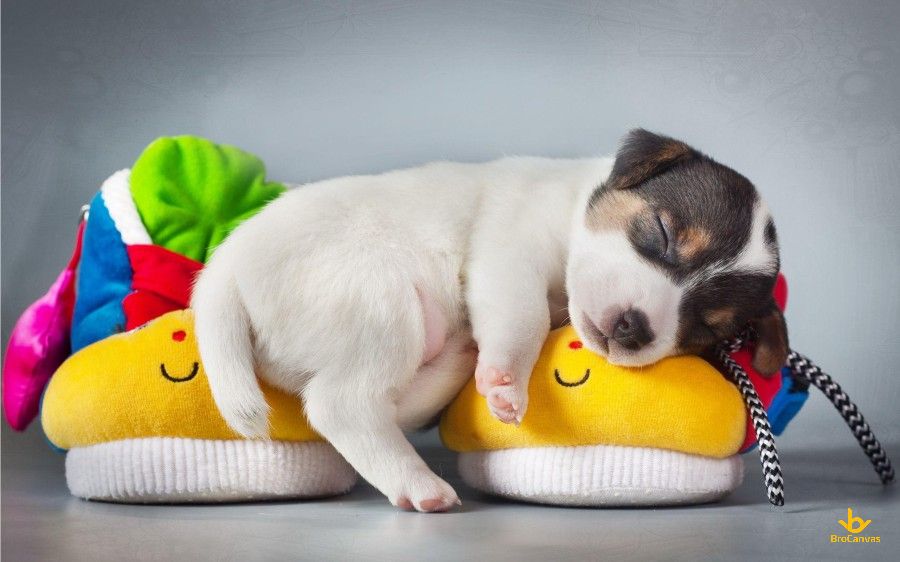 Hình Chú Chó Nhỏ Gối đầu Trên đôi Giày