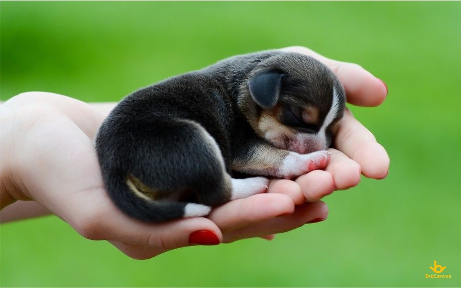 Hình Chú Chó Nhỏ Trong Lòng Bàn Tay