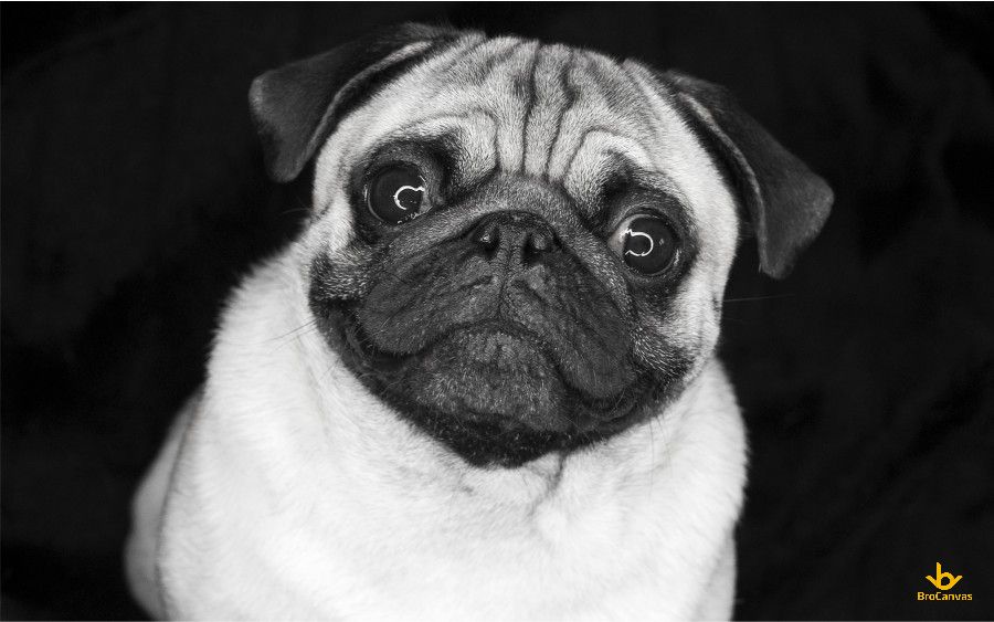 Hình Chú Chó Pug Chụp Hình Trắng đen