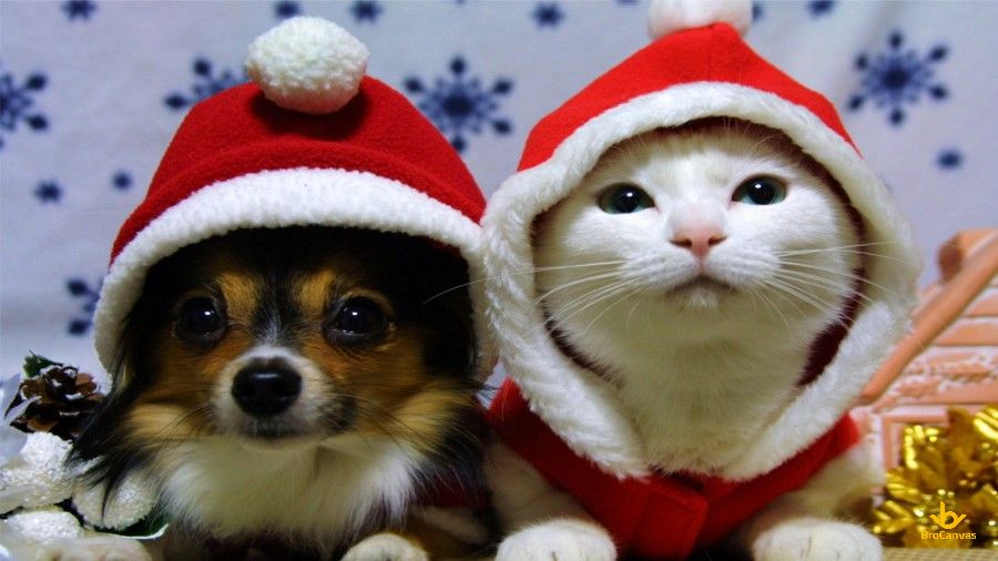 Hình đôi Bạn Chó Và Mèo đón Giáng Sinh