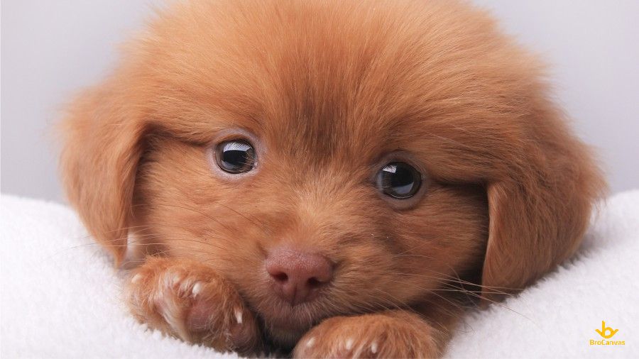 Hình ảnh Chú Chó Nhỏ đáng Yêu