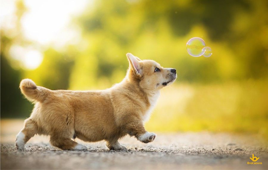 Chú Chó Chân Ngắn đi Dạo