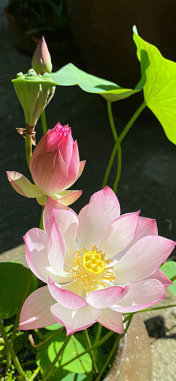 hình nền hoa sen 4K