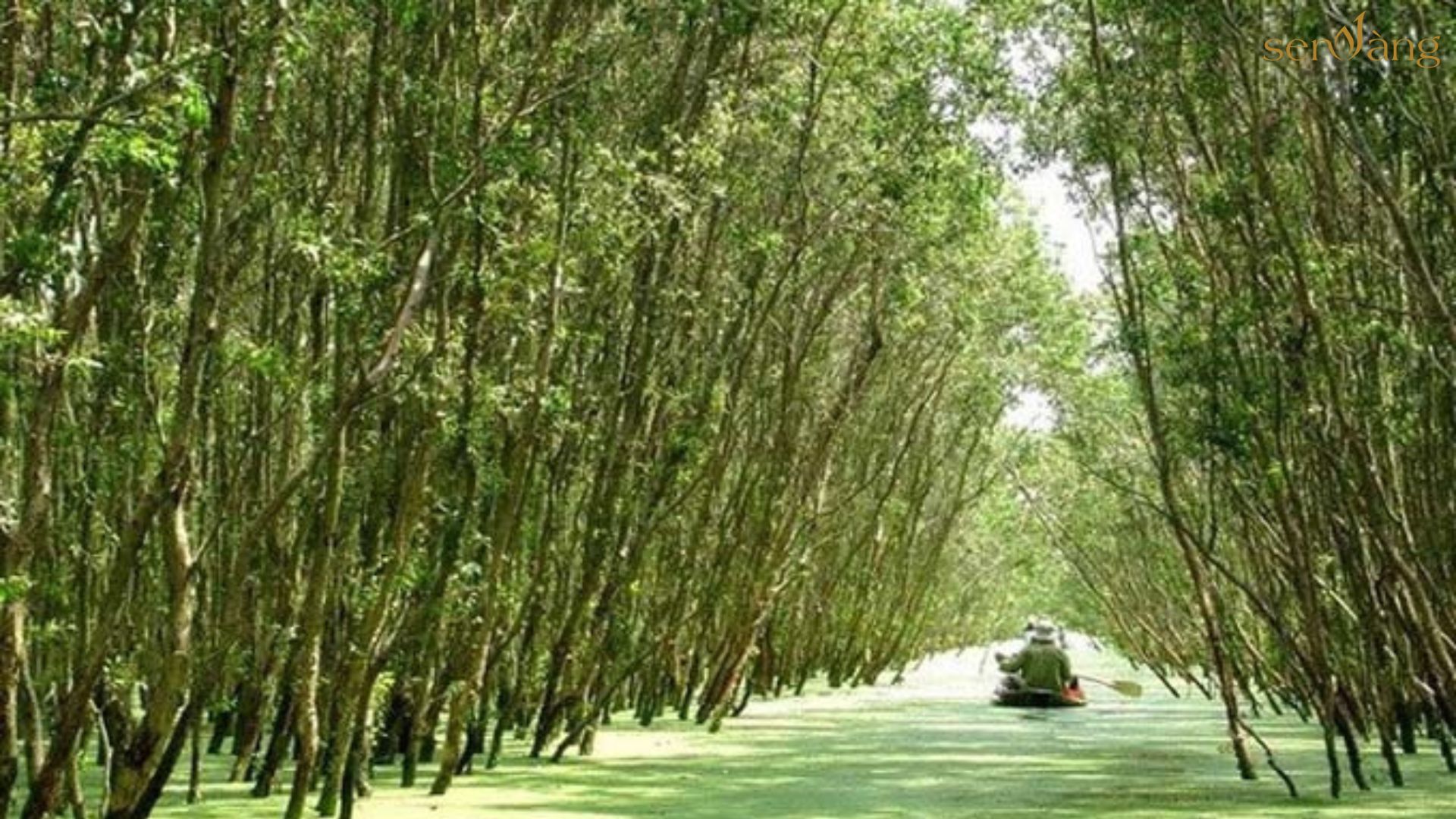 rừng tràm