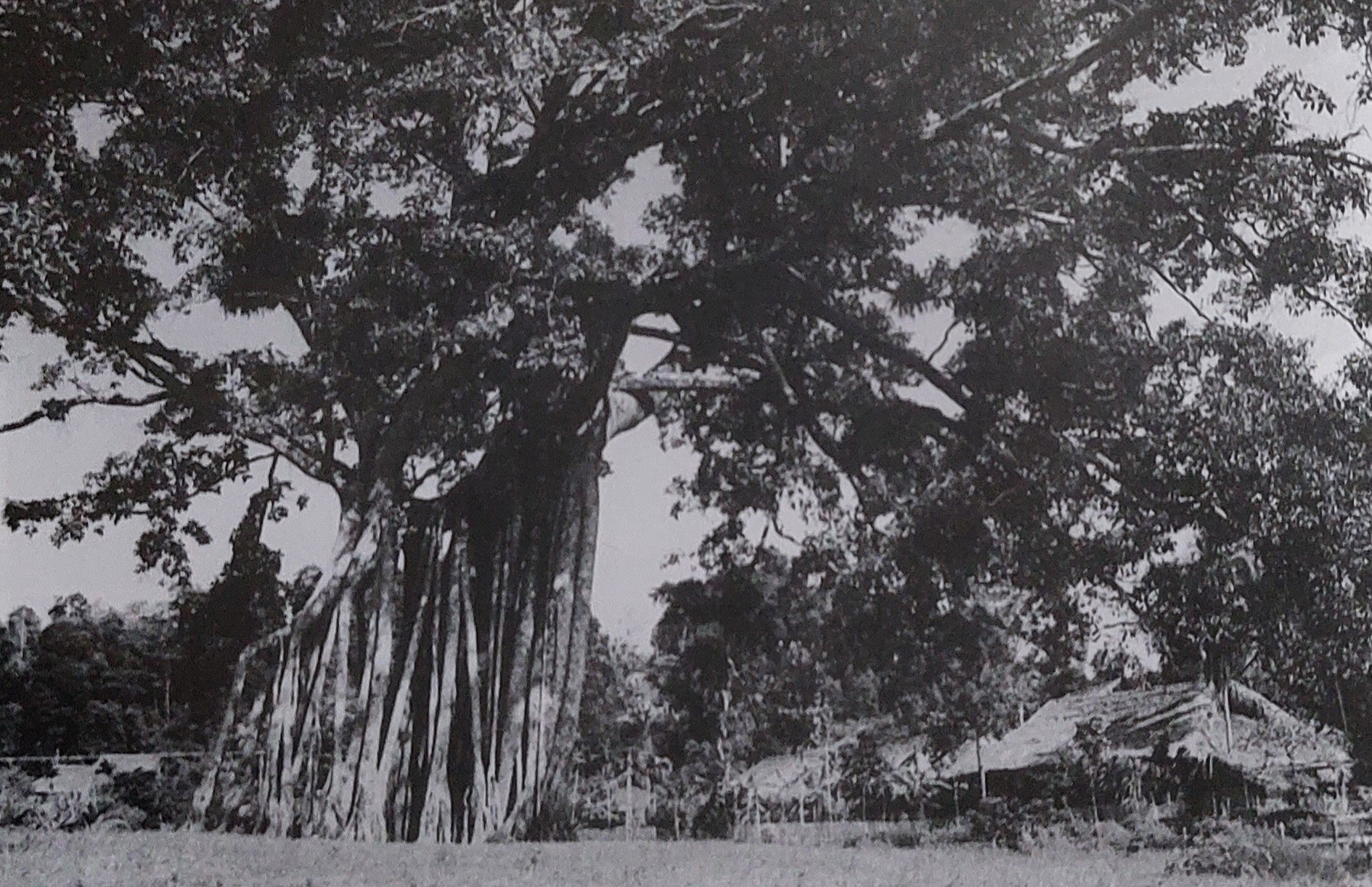 11-bs1-2-2870.jpg