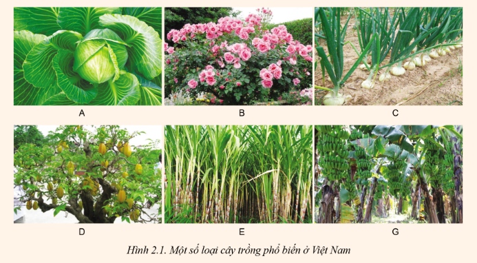 Lý thuyết phân loại cây trồng - Công nghệ 10</>