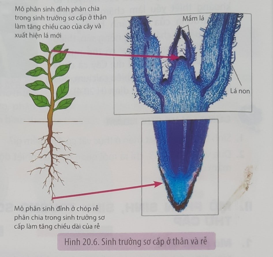 o cay hai la mam tinh tu ngon den re 1